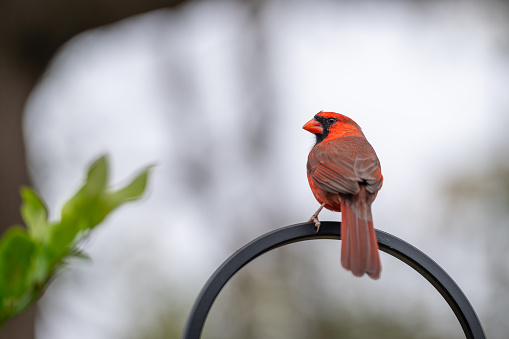 Northern red cardinal at a bird feeder