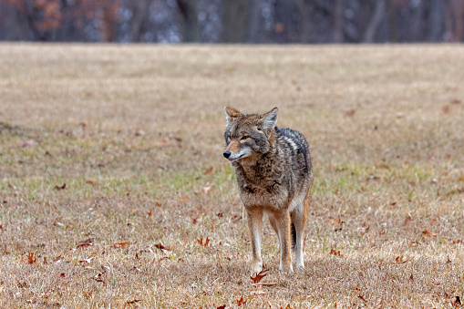 A coyote stands at attention in an open prairie looking into the distance.