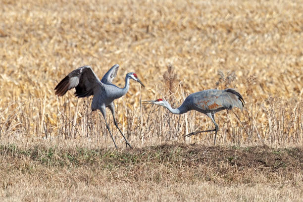 istock Sandhill Cranes Fighting in a Cornfield 1960649944