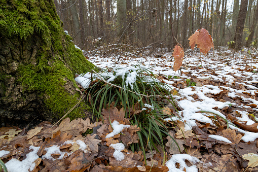 Forest at early winter with partial snow cover