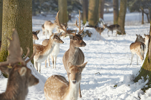 group of deers in snow, winter time