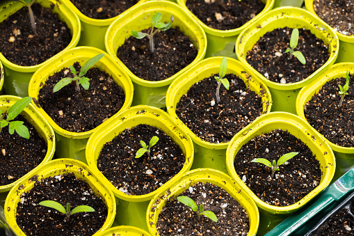 Seedling sprouts are in yellow plastic pots, close-up top view