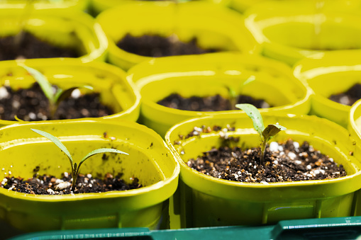 Seedling sprouts grow in yellow plastic pots, close-up photo with selective soft focus