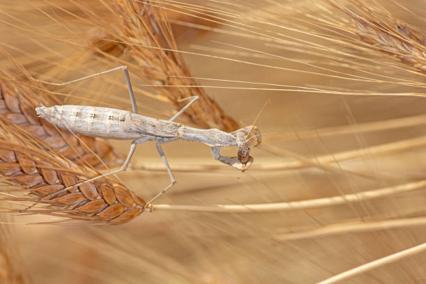 istock Praying mantis fed on an ear of wheat. 1960688089