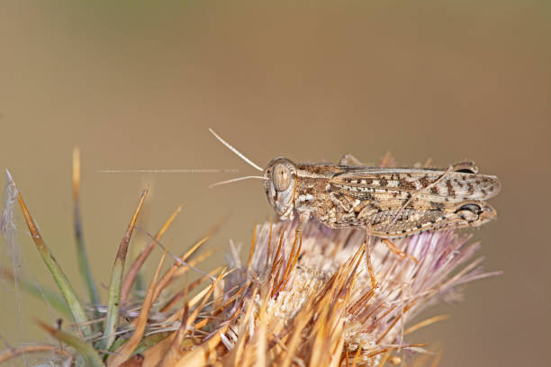 istock Grasshopper on a purple-coloured thorn flower. 1960688877