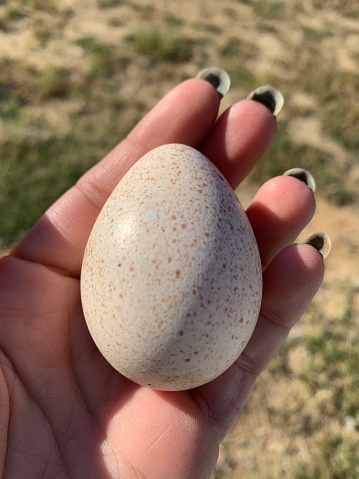 Up close view of turkey egg in hand