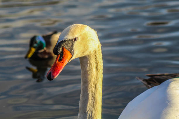 Swan swimming on a lake
