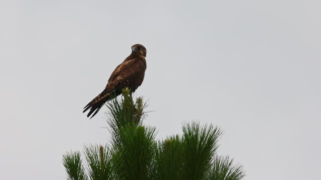 Black Falcon bird perched on a pine tree