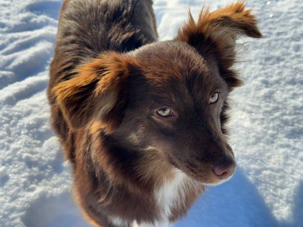 istock Cute dog mongrel in snow 1960713500