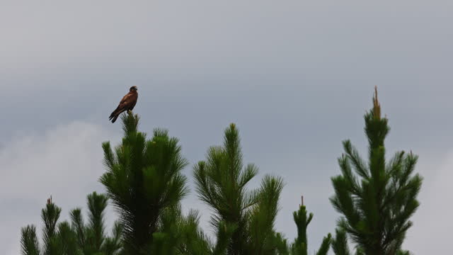 Black Falcon bird perched on a pine tree