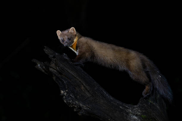 istock European pine marten in the forest at night 1960739673
