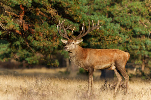 istock Red deer National Park Hoge Veluwe 1960740718