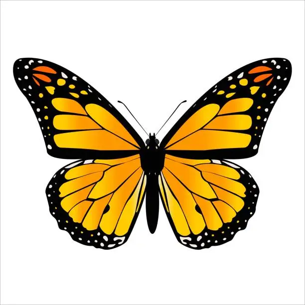Vector illustration of Vector butterfly monarch. Butterfly and insect.