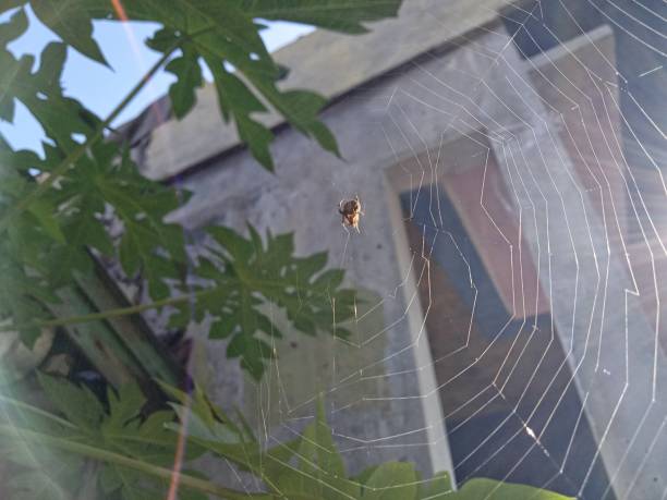 istock Spider web in the front garden of the house 1960765865