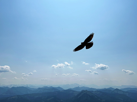 Bird flies over the mountains in a cloudy sky