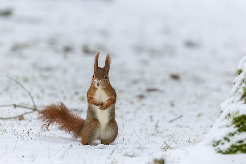 Eurasian red squirrel (Sciurus vulgaris) standing in snow.