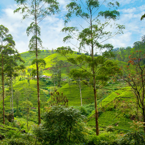 istock Picturesque tea plantations on the hills. 1960788313