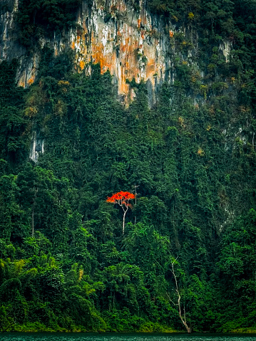 Upon the rocky slopes of the mountain, a vibrant tapestry of green vegetation unfolds. Amidst the lush surroundings, a lone tree stands out with its striking red-orange foliage, adding a touch of uniqueness to the rugged landscape.