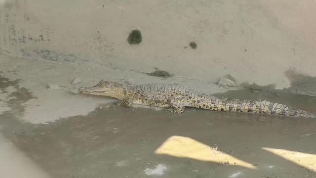 Saltwater crocodile cubs at a breeding center in the Sundarbans