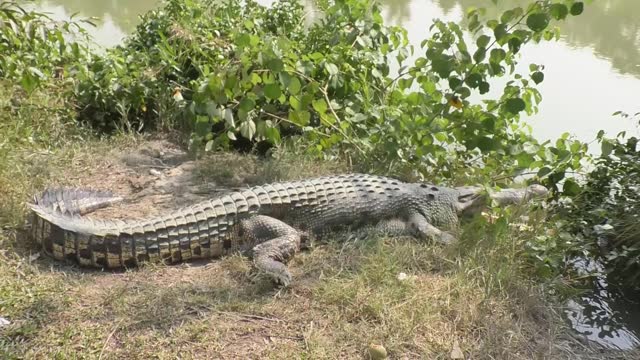 Saltwater crocodile crawls out of the swamps of the Sundarbans in Bangladesh