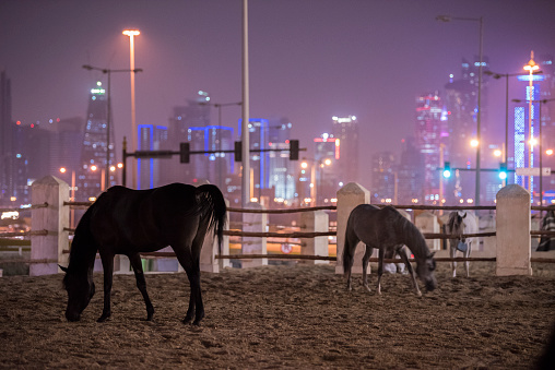 Doha, Qatar, May 01,2023 : View on Arabian horse in the old market called \