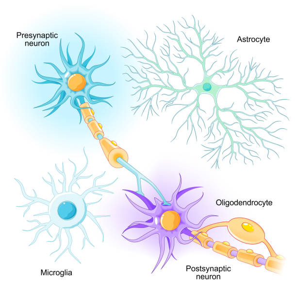 Astrocyte Vector File 120+ Astrocyte Stockillustraties, royalty-free vector illustraties en ...