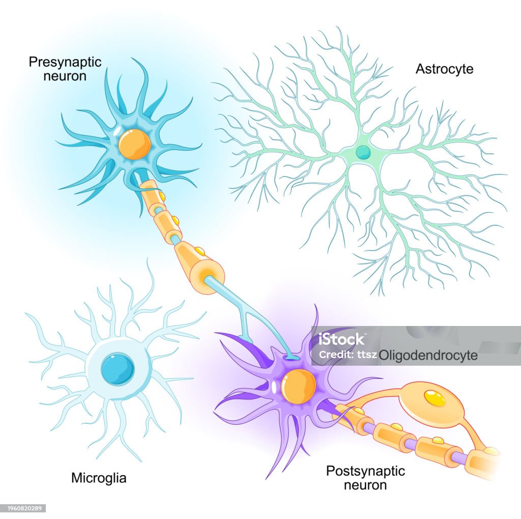 Cells In Brain Neurons And Glial Cells Stock Illustration - Download Image Now ...