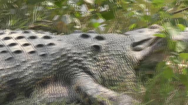 A saltwater crocodile crawls out of the swamps of the Sundarbans in Bangladesh