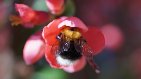 Bee flying in midair pollinating a red flowering plant, seen here in midair action, with another bee on the flower.