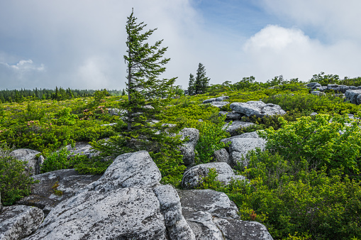 Flagged pine mark the distinctive rocky outcroppings of Bear Rocks in the Dolly Sods Wilderness Area of West Virginia, surrounded by the summer greens of laurel, huckleberry and elderberry bushes.