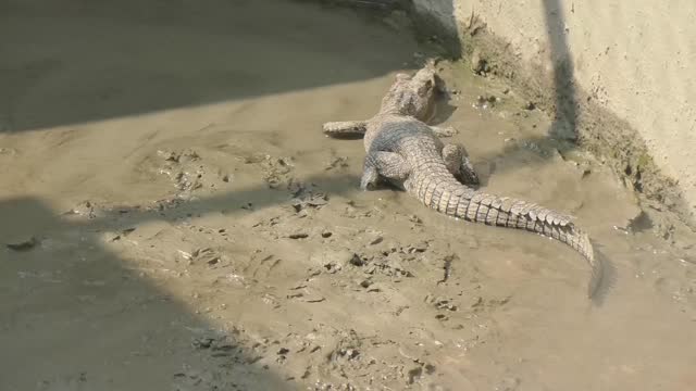 Saltwater crocodile cubs at a breeding center in the Sundarbans