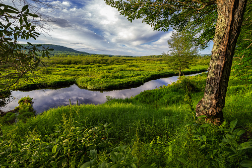 Low evening light covers the lush green scenery along the Blackwater River, reflecting the gently clouds on a pleasant summer evening in Canaan Valley State Park, West Virginia.