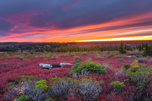 The sky opens fiery lines across the sky mirroring the red autumn plains of wild blueberry bushes dotted with azalea and flagged pine over the Dolly Sods Wilderness Area at sunset in West Virginia.