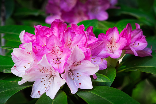 Close up of pink rhododendron flowers in bloom.