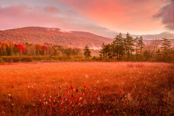 cranberry glades herbstmorgen - pocahontas stock-fotos und bilder