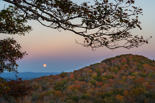 The limb of an oak tree frames the sky view of the rising autumn moon above the high mountains of Pocahontas County in West Virginia.