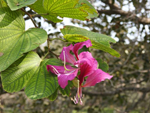 istock Hong Kong orchid tree (Bauhinia blakeana) 1960844245