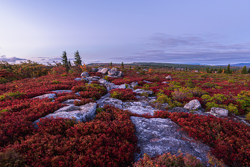 The blueberry heaths of Dolly Sods, West Virginia glow a crimson red around the boulder strewn ridges of Bear Rocks.