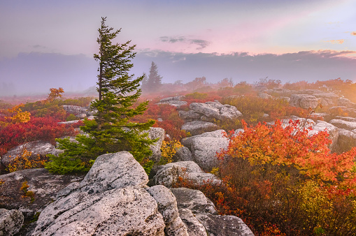 A misty fall morning showcases a windswept pine contrasted against a colorful array of foliage on Bear Rocks in the Dolly Sods Wilderness of West Virginia.