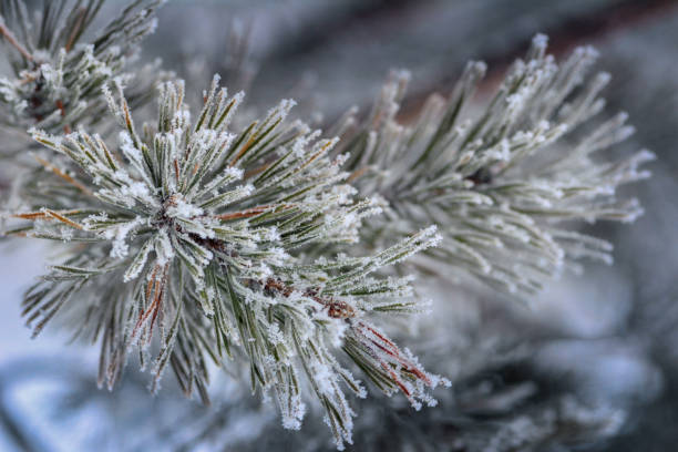 istock Pine branches in frost and snow close-up. winter background 1960845289
