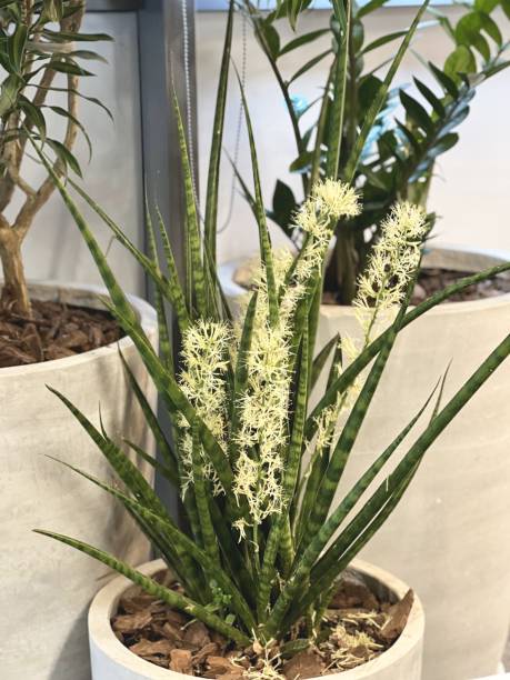 istock Dracaena trifasciata flower. 1960846878