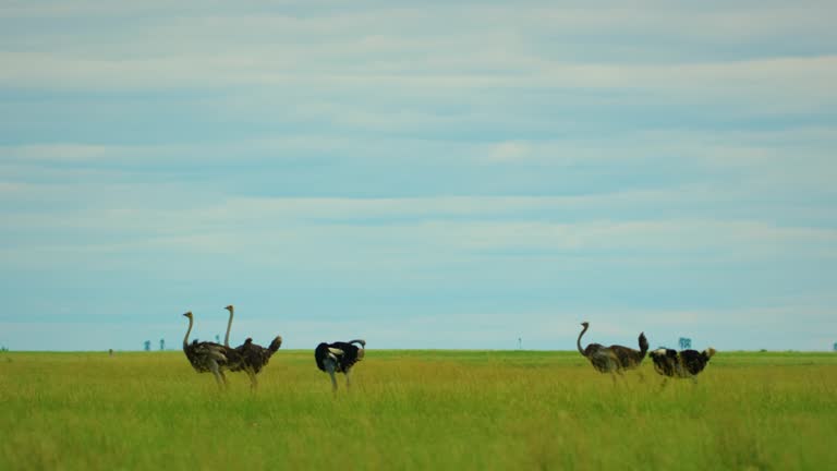 Rare footage of Common ostriches (Struthio camelus) birds walking in a row, a unique pattern, wildlife concept, afrcian wildlife safari