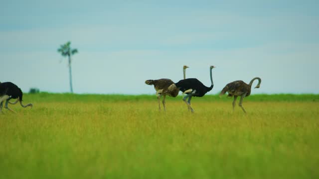 A family of common ostriches (Struthio camelus) moving towards the river in african safari, wildlife concept