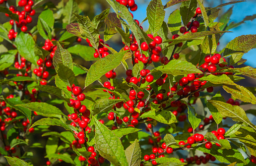 A bush filled with red skimmia berries grows on Cape Cod in early November.