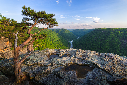 Along the cliff lines of Beauty Mountain, a stunted pine gestures toward the wide open landscape as if to introduce visitors to the New River Gorge of West Virginia, covered by the fresh greens of Spring.