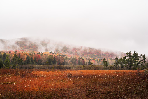 The cranberry glades botanical are in West Virginia can be seen in bright red autumn colors on a moody, rainy day against the mountains enveloped by fog.