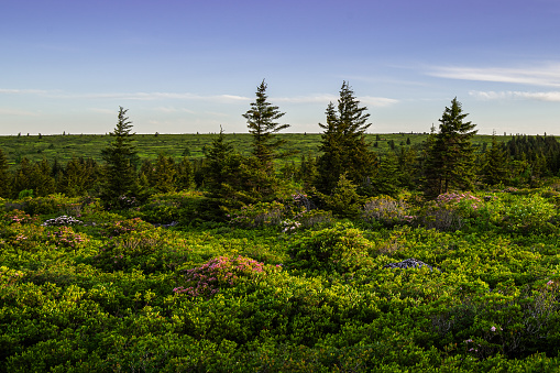 Mountain laurel dots the landscape among the Spring greens of the great blueberry heaths atop the Dolly Sods Wilderness in West Virginia.