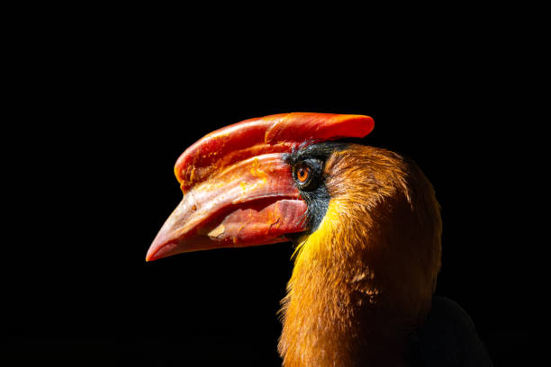 istock Northern Rufous Hornbill (Buceros hydrocorax) in the Philippines 1960887721