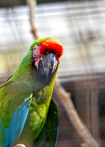 Striking Military Macaw (Ara militaris) gracing the skies of Argentina.