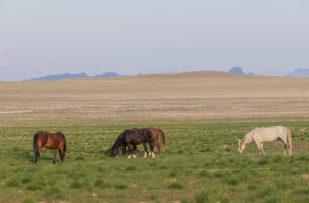 istock Wild Horses in Springtime in the Utah Desert 1960892930